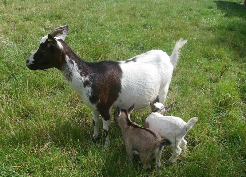 La chèvre Bouc nain est issue de croisements entre les plus petits sujets, généralement originaires du Sénégal et du Tibet
