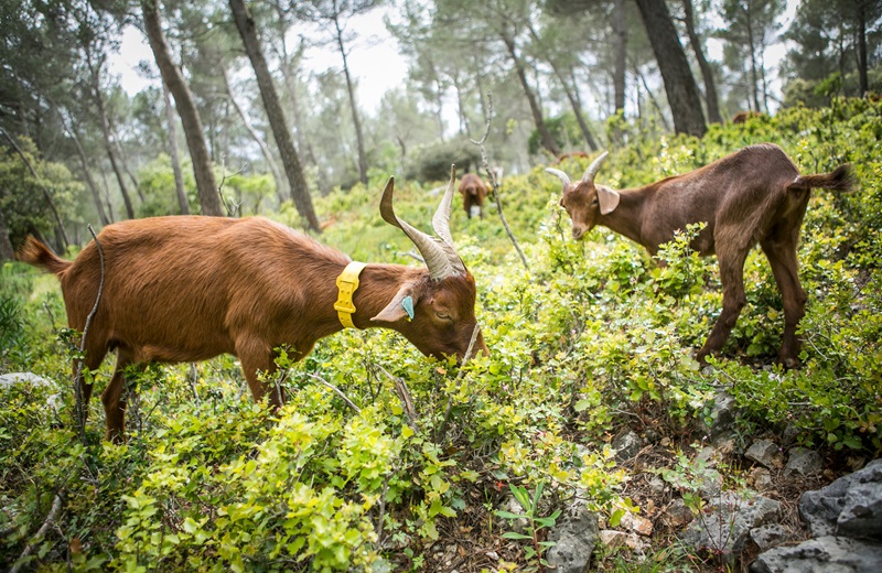 La chèvre Rove est une race caprine française originaire des Bouches-du-Rhône, plus précisément du village du Rove, qui lui a donné son nom.