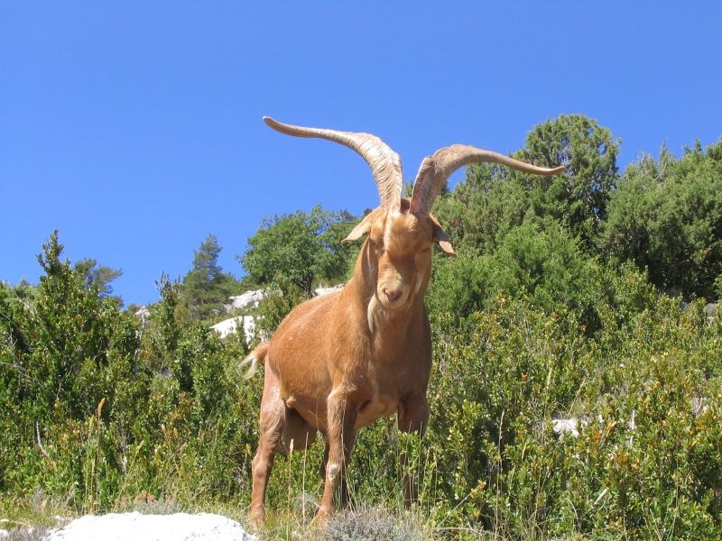 La chèvre Rove est une race caprine française originaire des Bouches-du-Rhône, plus précisément du village du Rove, qui lui a donné son nom.
