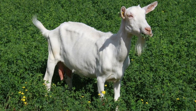 La chèvre Saanen est originaire de la vallée de la Sarine, en Suisse, où elle est élevée depuis très longtemps.