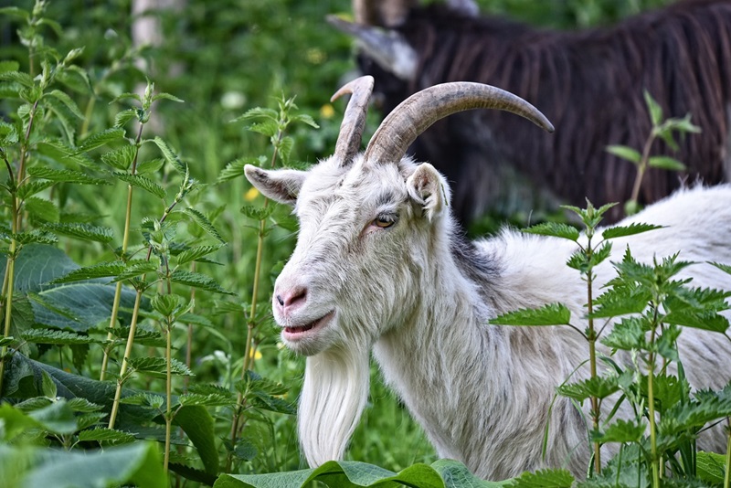 La chèvre Saanen est originaire de la vallée de la Sarine, en Suisse, où elle est élevée depuis très longtemps.