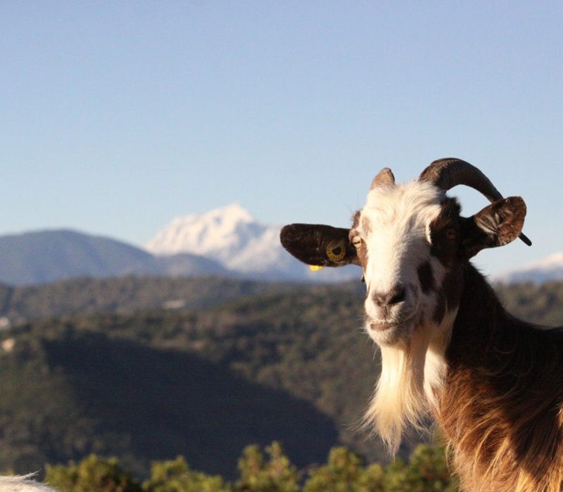 La chèvre corse est une race autochtone élevée en isolement des autres races. On pense qu’elle a été introduite sur l’île par les premiers colons de l’île, et qu’elle appartient au rameau des races caprines du pourtour de la Méditerranée.