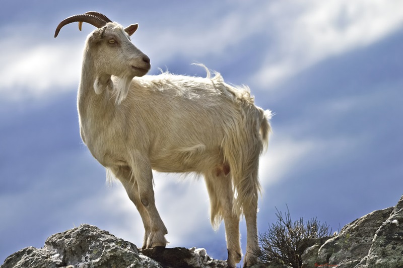 La chèvre corse est une race autochtone élevée en isolement des autres races. On pense qu’elle a été introduite sur l’île par les premiers colons de l’île, et qu’elle appartient au rameau des races caprines du pourtour de la Méditerranée.