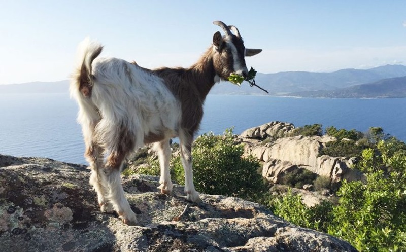 La chèvre corse est une race autochtone élevée en isolement des autres races. On pense qu’elle a été introduite sur l’île par les premiers colons de l’île, et qu’elle appartient au rameau des races caprines du pourtour de la Méditerranée.