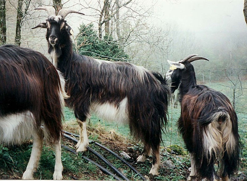 La chèvre des Pyrénées peuplait traditionnellement toute la chaîne pyrénéenne, où elle était réputée pour la richesse de son lait et l’aptitude laitière de certaines de ses souches.