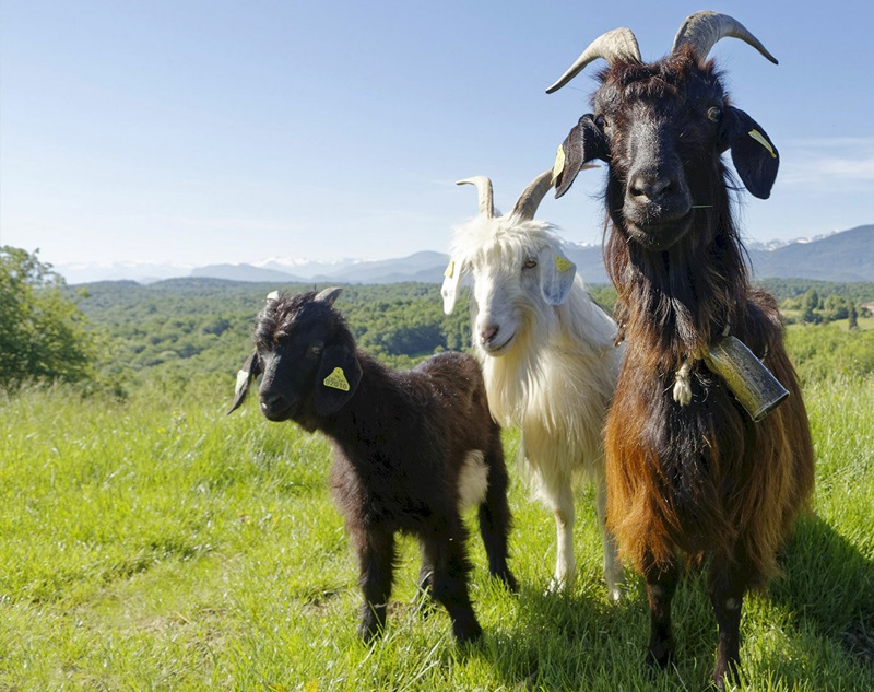 La chèvre des Pyrénées peuplait traditionnellement toute la chaîne pyrénéenne, où elle était réputée pour la richesse de son lait et l’aptitude laitière de certaines de ses souches.