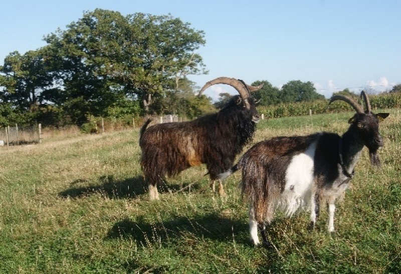 La chèvre des fossés est une race de chèvre originaire du nord-ouest de la France, notamment des régions Bretagne, Normandie et Pays de la Loire.