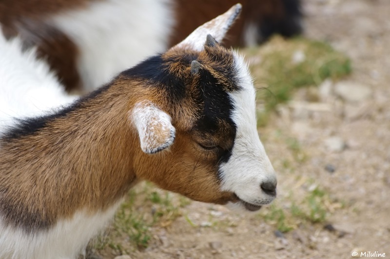 La chèvre naine est un animal domestique très populaire, qui peut être élevé comme animal de compagnie ou comme animal de ferme.
