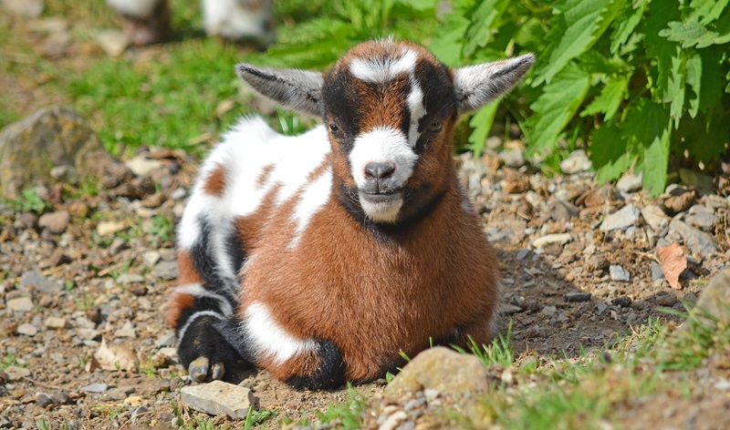 La chèvre naine est un animal domestique très populaire, qui peut être élevé comme animal de compagnie ou comme animal de ferme.