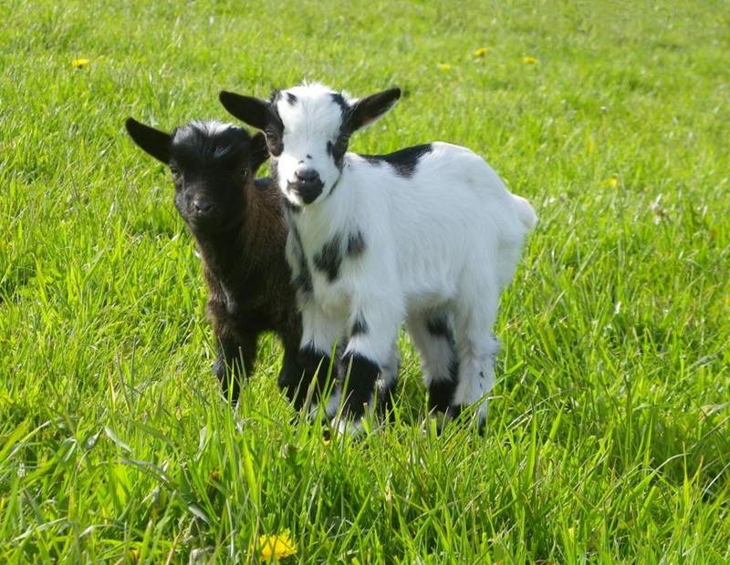 La chèvre toy n’est pas une race reconnue en France, mais une catégorie de taille chez la chèvre miniature.