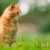 La confiance est un élément essentiel pour une relation harmonieuse entre un chat et son humain. Mais comment gagner la confiance d’un chat, surtout s’il est timide, craintif ou traumatisé ? Voici quelques conseils pour créer un lien solide avec votre félin.