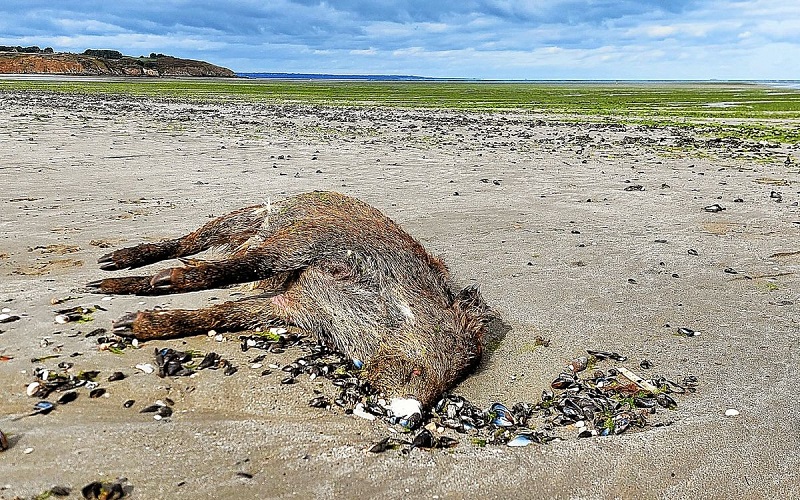 L’abattage des chevaux sauvages en Australie est un sujet controversé qui oppose les défenseurs de l’environnement et les amoureux de ces animaux.