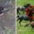 L’abattage des chevaux sauvages en Australie est un sujet controversé qui oppose les défenseurs de l’environnement et les amoureux de ces animaux.