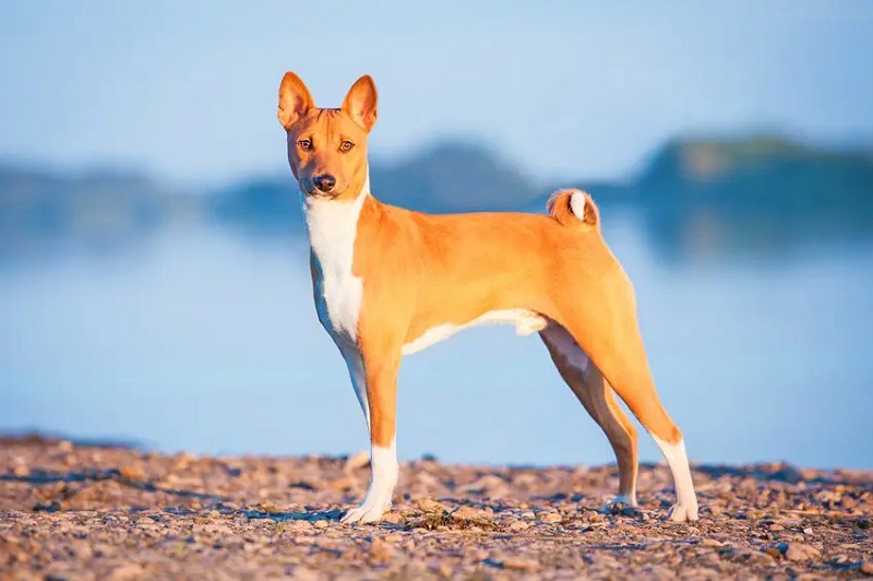 Le Basenji est une race très ancienne, qui descend du lévrier d’Égypte. Il a été découvert au Congo par des explorateurs britanniques au 19e siècle.