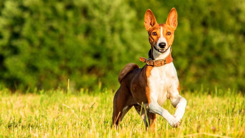 Le Basenji est une race très ancienne, qui descend du lévrier d’Égypte. Il a été découvert au Congo par des explorateurs britanniques au 19e siècle.