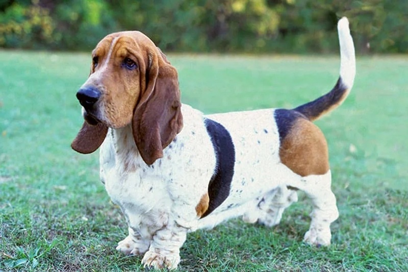 Le Basset Hound est un chien de type basset, de petite taille et forte corpulence.