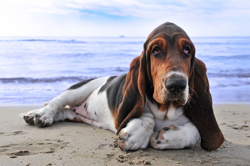 Le Basset Hound est un chien de type basset, de petite taille et forte corpulence.