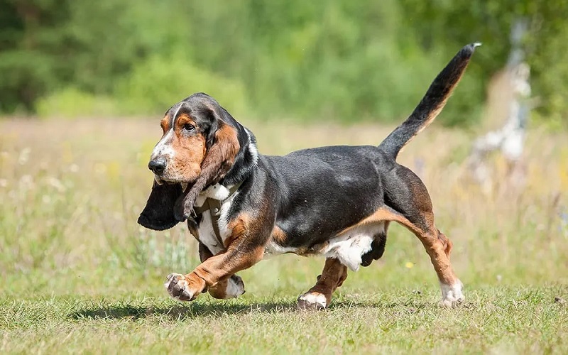 Le Basset Hound est un chien de type basset, de petite taille et forte corpulence.