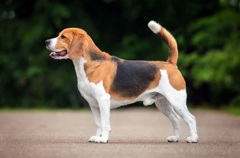 Le Beagle est une race de chien originaire d’Angleterre, qui descendrait des chiens courants français introduits par Guillaume le Conquérant au XIe siècle.