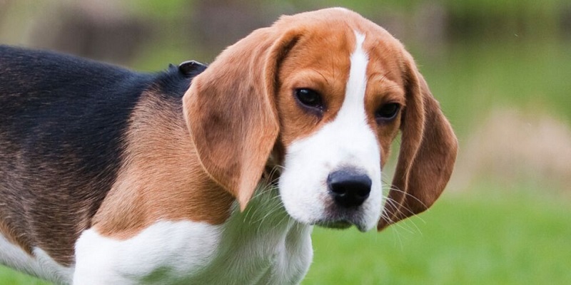 Le Beagle est une race de chien originaire d’Angleterre, qui descendrait des chiens courants français introduits par Guillaume le Conquérant au XIe siècle.