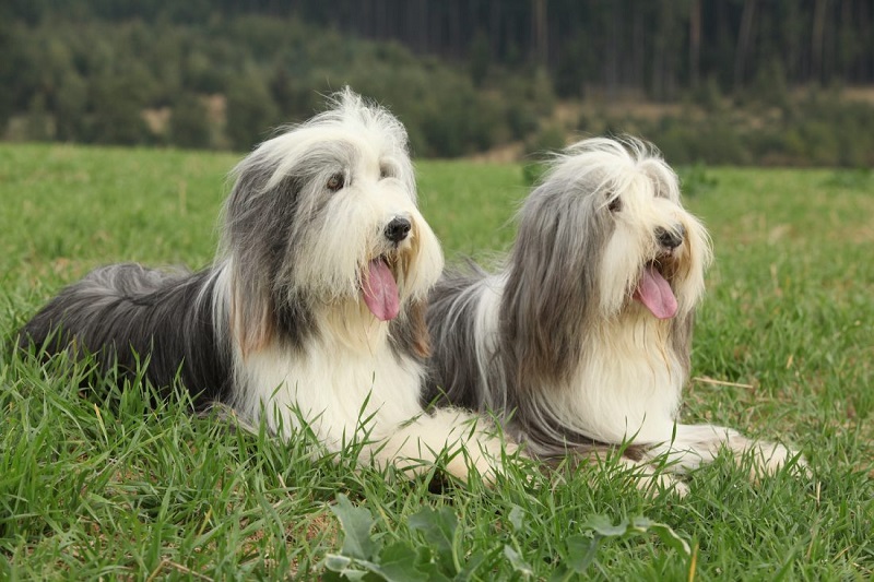 Le Bearded Collie est un chien de berger d’origine écossaise ou anglaise. Il serait issu du croisement entre l’ancêtre du Berger Polonais et des chiens de berger locaux.