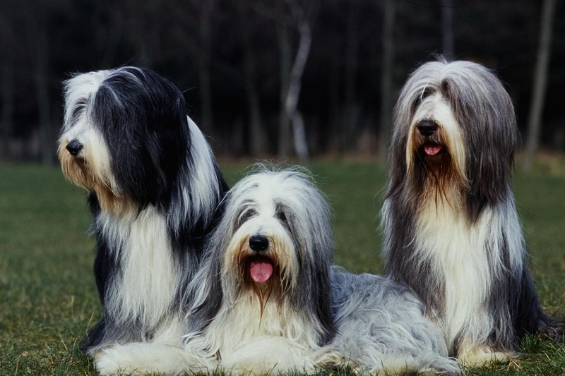 Le Bearded Collie est un chien de berger d’origine écossaise ou anglaise. Il serait issu du croisement entre l’ancêtre du Berger Polonais et des chiens de berger locaux.