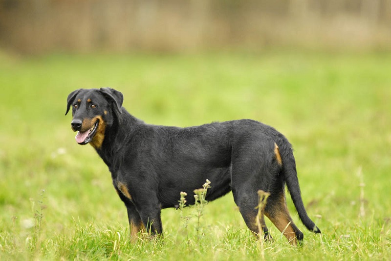 Le Beauceron est une race très ancienne de chien de berger français, originaire de la région de la Beauce.
