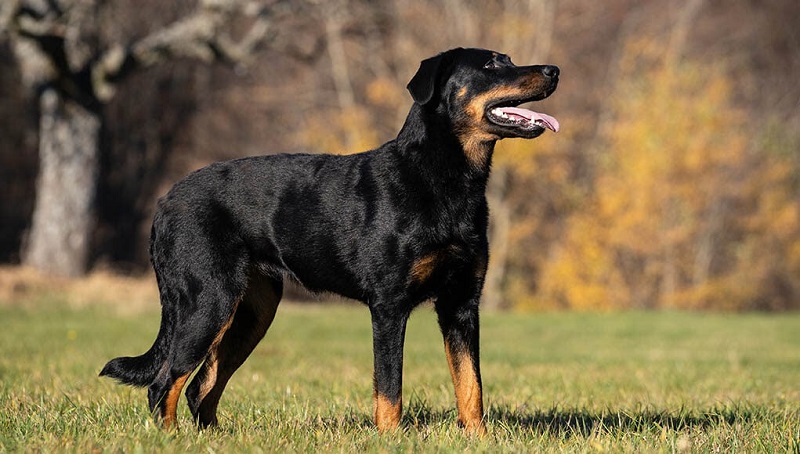 Le Beauceron est une race très ancienne de chien de berger français, originaire de la région de la Beauce.