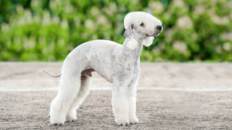 Le Bedlington Terrier est une race de chien de chasse originaire de Grande-Bretagne.