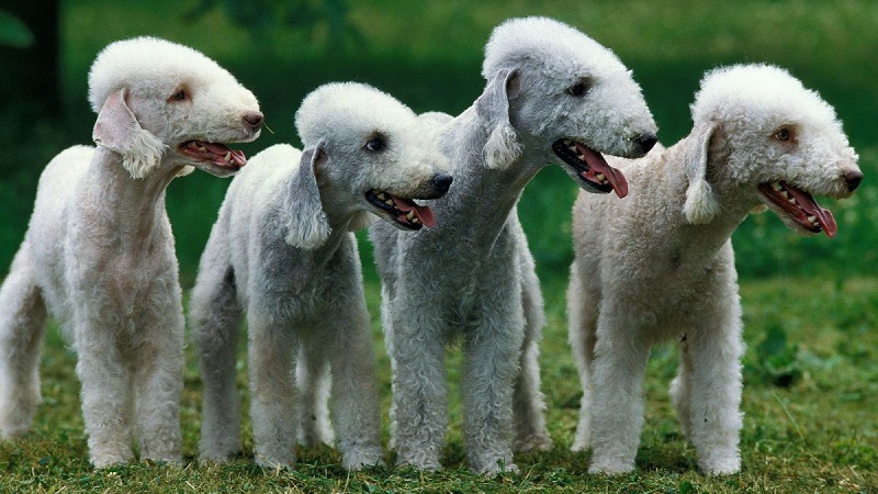 Le Bedlington Terrier est une race de chien de chasse originaire de Grande-Bretagne.