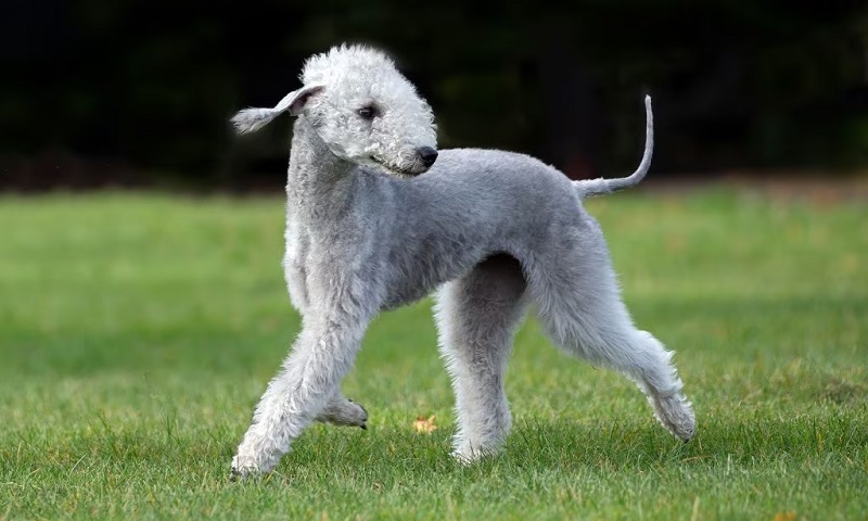 Le Bedlington Terrier est une race de chien de chasse originaire de Grande-Bretagne.