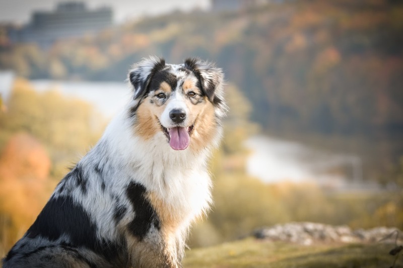 Le Berger Australien est une race de chien de berger originaire des États-Unis, malgré son nom qui suggère une origine australienne.