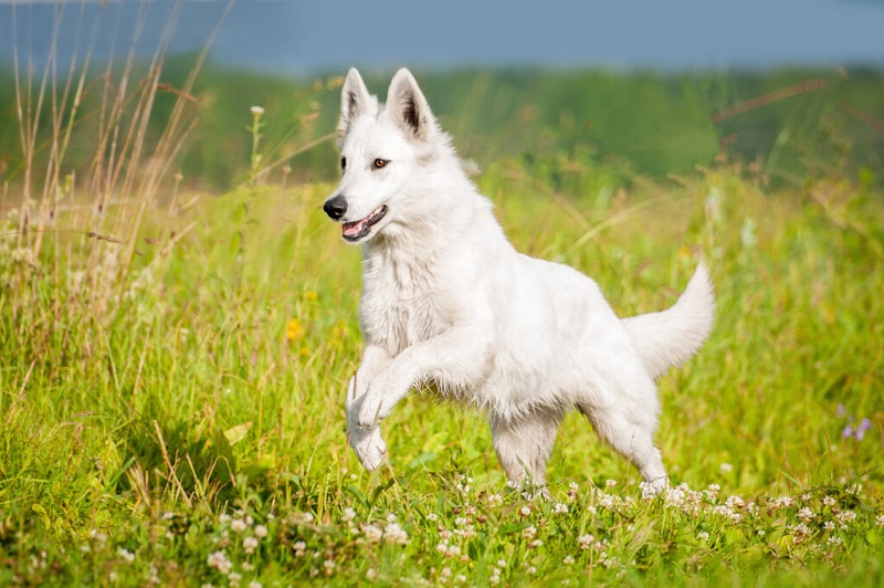 Le Berger Blanc Suisse est issu du Berger Allemand, dont il partage les ancêtres.