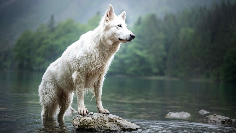 Le Berger Blanc Suisse est issu du Berger Allemand, dont il partage les ancêtres.