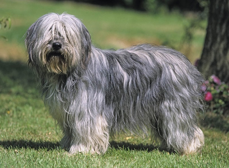 Le Berger Polonais de Plaine est une race ancienne qui descend des petits chiens de berger asiatiques. Il a été introduit en Pologne par les Phéniciens il y a plus de 2000 ans.