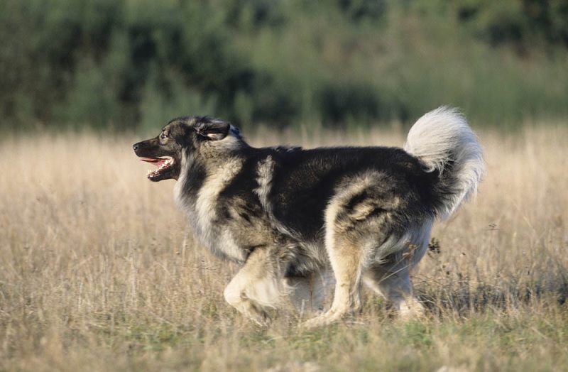 Le Berger Yougoslave est un chien de berger qui descend des chiens asiatiques, arrivés en Europe avec les peuples nomades qui les élevaient.