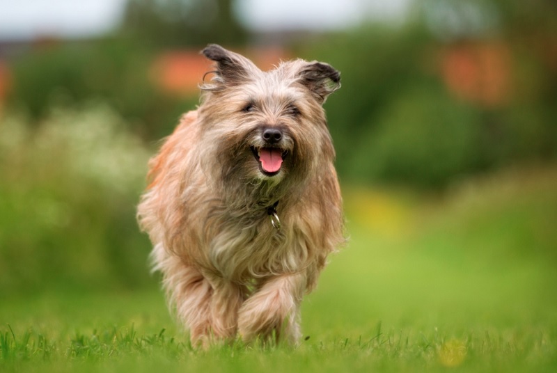 Le Berger des Pyrénées est une race très ancienne qui dérive des chiens asiatiques comme la plupart des chiens de berger européens. Il était utilisé par les bergers des vallées pyrénéennes pour garder et conduire les troupeaux.