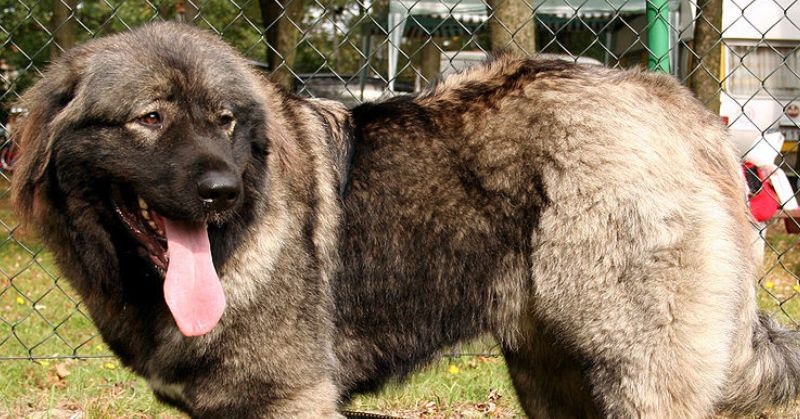 Le Berger du Caucase est un chien de grande taille, robuste et mordant, qui a été sélectionné par les bergers du Caucase, en Russie, pour protéger les troupeaux contre les loups et les ours.