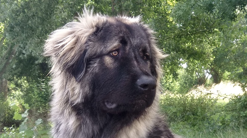 Le Berger du Caucase est un chien de grande taille, robuste et mordant, qui a été sélectionné par les bergers du Caucase, en Russie, pour protéger les troupeaux contre les loups et les ours.