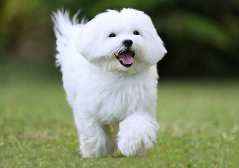 Le Bichon Maltais est une race très ancienne qui remonte à l’Antiquité.
