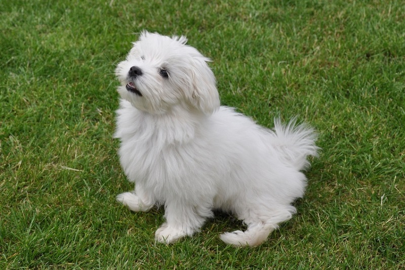 Le Bichon Maltais est une race très ancienne qui remonte à l’Antiquité.