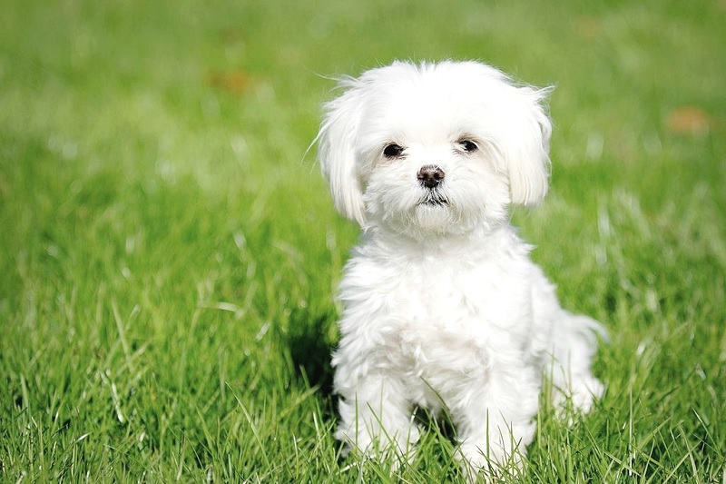 Le Bichon Maltais est une race très ancienne qui remonte à l’Antiquité.
