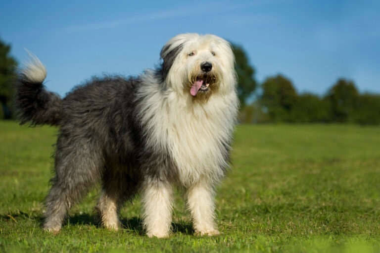 Le Bobtail ou Chien de Berger Anglais Ancestral est un chien très ancien et d’origine britannique.