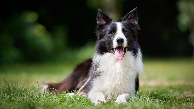 Le Border Collie est une race de chien de berger originaire d’Écosse, connue pour sa fidélité et sa grande intelligence.