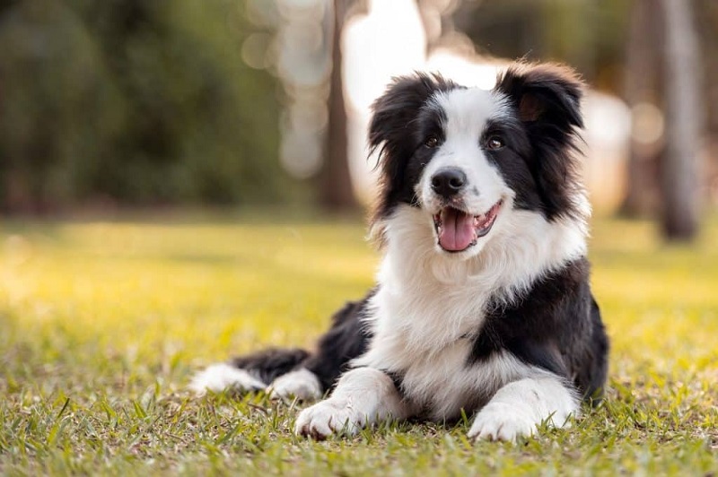 Le Border Collie est une race de chien de berger originaire d’Écosse, connue pour sa fidélité et sa grande intelligence.