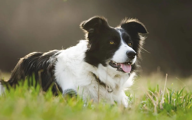 Le Border Collie est une race de chien de berger originaire d’Écosse, connue pour sa fidélité et sa grande intelligence.