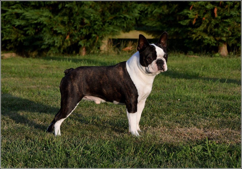 Le Boston Terrier est une race de chien créée et développée aux États-Unis, plus précisément dans la ville de Boston dans le Massachusetts, d’où son nom.