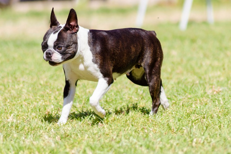 Le Boston Terrier est une race de chien créée et développée aux États-Unis, plus précisément dans la ville de Boston dans le Massachusetts, d’où son nom.