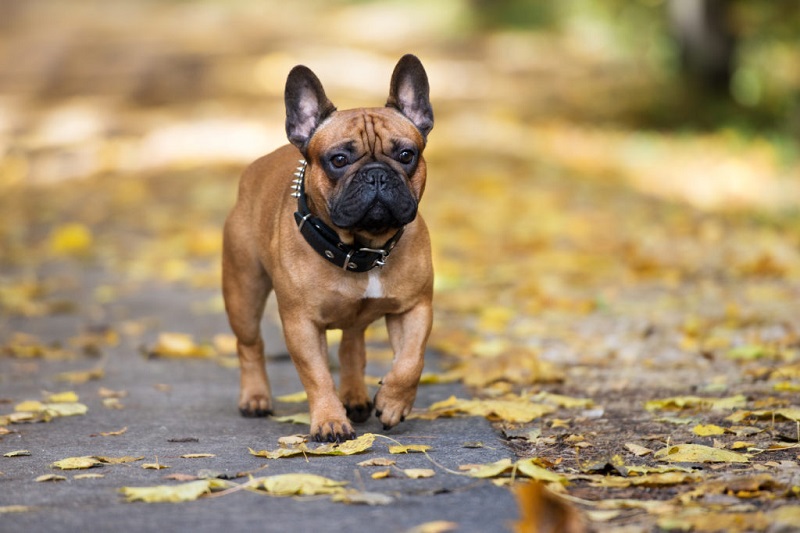 Le Bouledogue Français est un chien de petite taille qui descend du Bulldog Anglais et d’autres races.