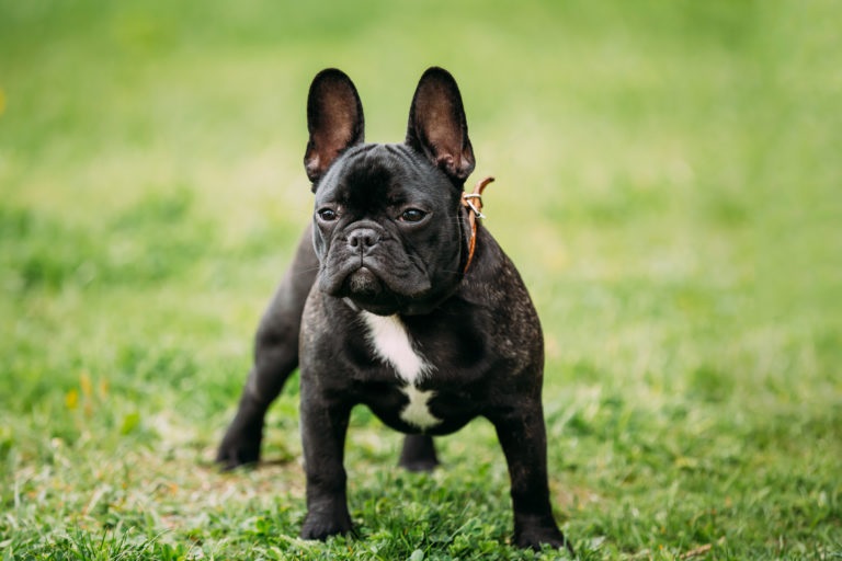 Le Bouledogue Français est un chien de petite taille qui descend du Bulldog Anglais et d’autres races.